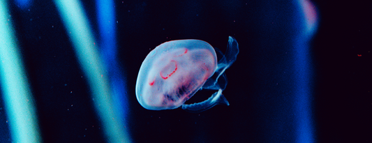 5 Fascinating Facts About Moon Jellyfish