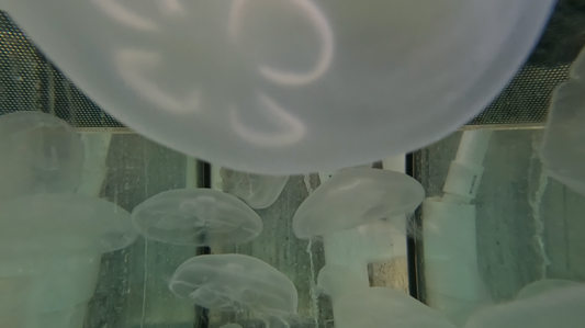 Captive Bred Moon Pet Jellyfish