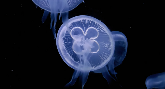 Jellyfish Evolution: 500 Million Years of Survival