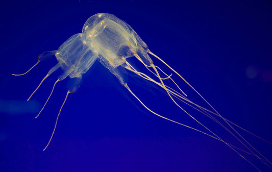 Box Jellyfish