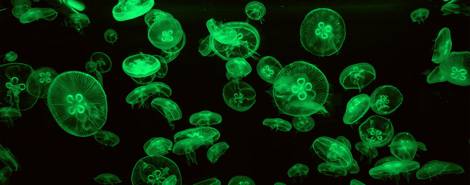 Moon Jellyfish Are the Four-Leaf Clovers of the Sea!