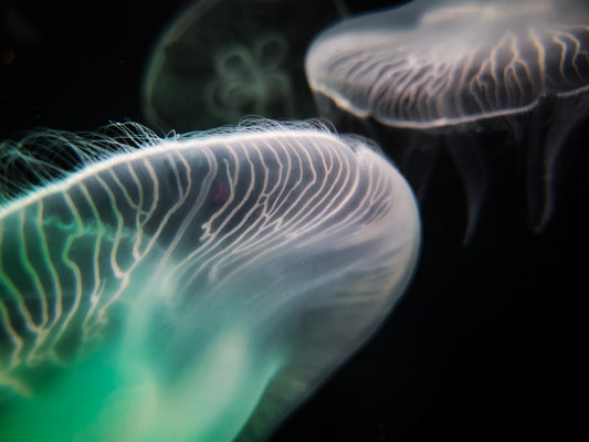 How to Acclimate Your Jellyfish!