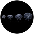 Load image into Gallery viewer, Nano Jellyfish Package
