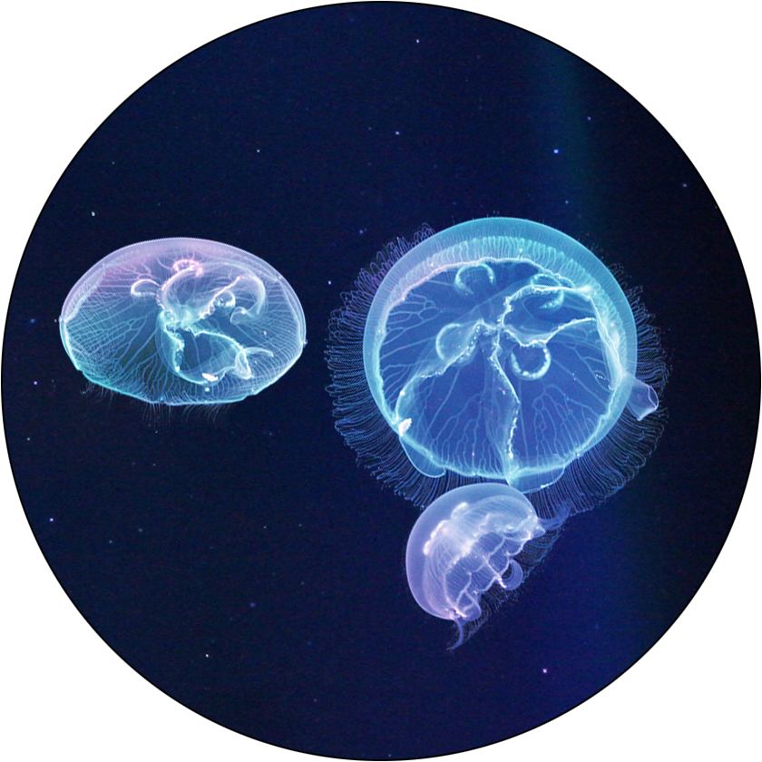 Kreisel Jellyfish Package