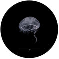 Load image into Gallery viewer, Small Moon Jellyfish
