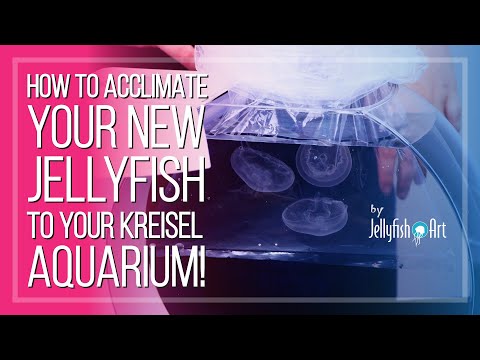 Kreisel 10 Jellyfish Aquarium Kit (with jellyfish code)