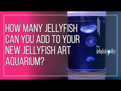 Kreisel 10 Jellyfish Aquarium Kit (with jellyfish code)