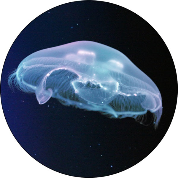 Moon Jellyfish – Jellyfish Art