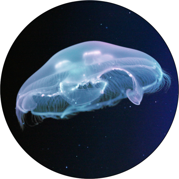 Large Moon Jellyfish