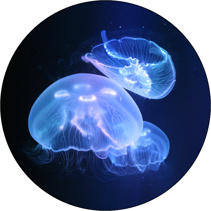 Three Jellyfish Package